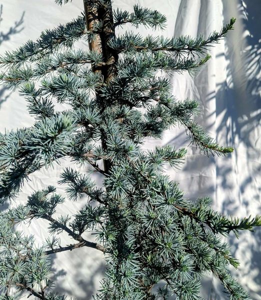 Céder atlantský 'Glauca'